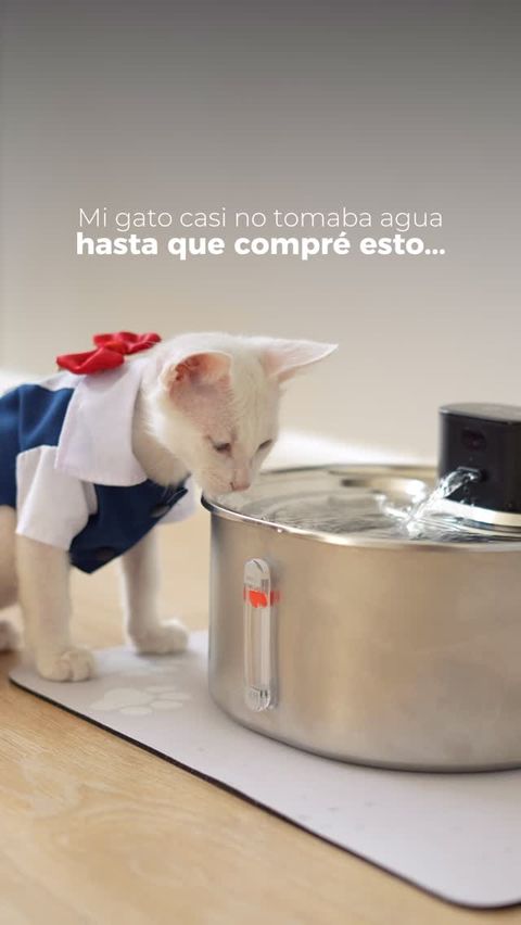 Gatito Snow - web